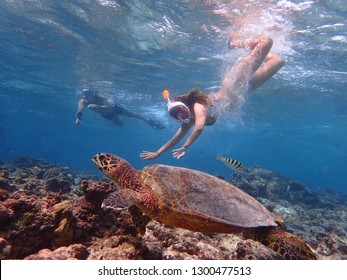 A Group Of Tourists Doing Snorkeling With A Turtle In Maldives