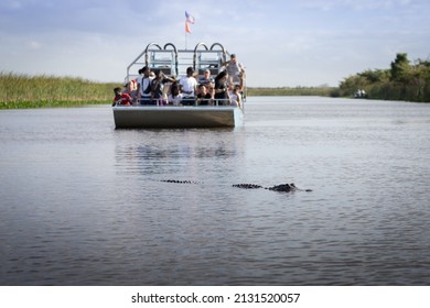 A group of tourists spot an American Alligator in the Florida Everglades from an airboat tour. 