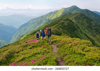 group of tourists walking on  flowers  field rhododendron in mountain - Powered by Shutterstock