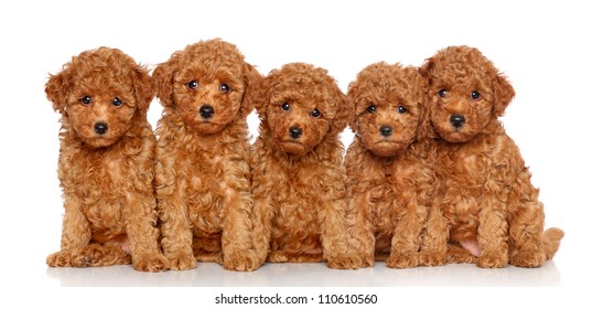 Group Of Toy Poodle Puppies On A White Background