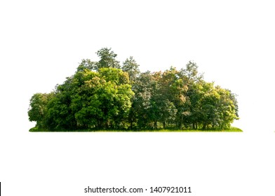 Group of tree  isolated on white - Powered by Shutterstock