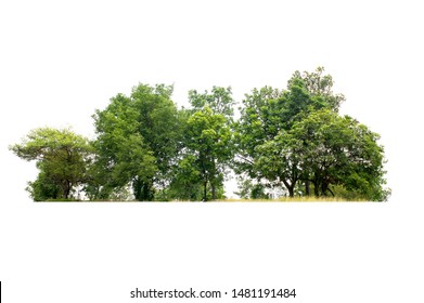 5,030,446 Forest with white background Images, Stock Photos & Vectors ...