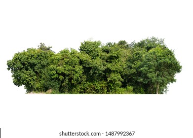 Group Of Tree Isolated On White