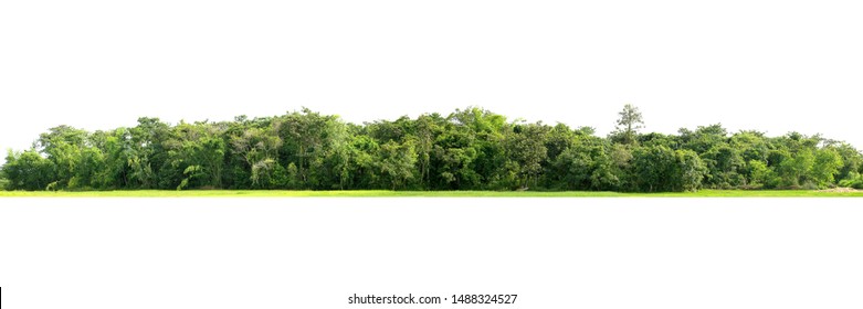 Group of tree isolated on white - Shutterstock ID 1488324527