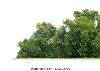 Group Of Tree Isolated On White