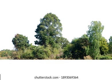 Tree in the Forest Images, Stock Photos & Vectors | Shutterstock