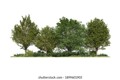 Bosquet Images, Stock Photos & Vectors | Shutterstock