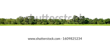 Group of tree isolated on white