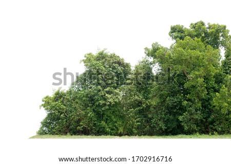 Group of tree isolated on white
