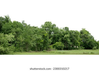 Group of tree isolated on white,tropical trees isolated used for design, advertising and architecture