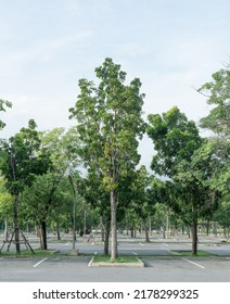 Group Of Tree For Shady In Parking Lot