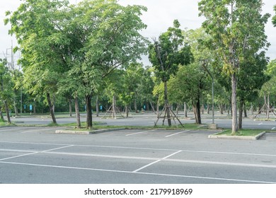 Group Of Tree For Shady In Parking Lot