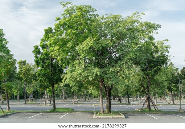 group of tree for shady\
in parking lot