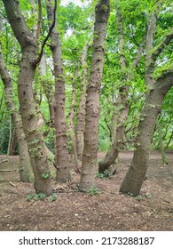 Group of tree trunks in a forest