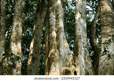 a group of tree trunks that form a beautiful pattern or background