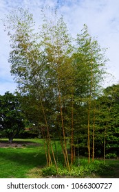 Group of trees