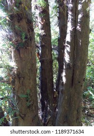 Group of trees