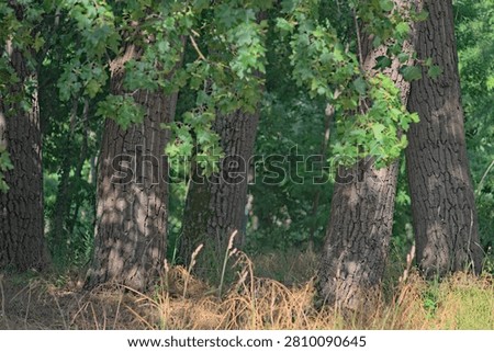 Group of trees with bright midday light filtering through their leaves