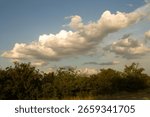 A group of trees with clouds in the sky
