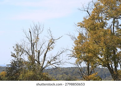 Group of trees during fall in Banshee Reeks Nature Preserve in Virginia