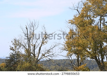 Group of trees during fall in Banshee Reeks Nature Preserve in Virginia