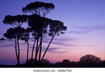 Group of trees at dusk