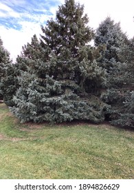 Group of trees in a field