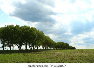 A group of trees in a field