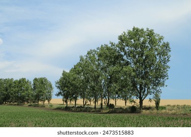 A group of trees in a field