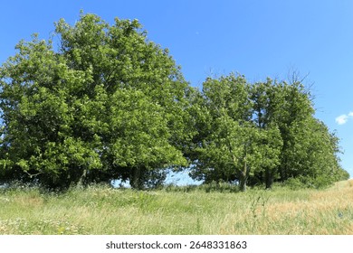 A group of trees in a field