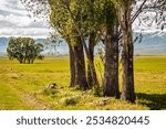 A group of trees in the foreground with a single tree in the distance, set against a serene meadow and mountain backdrop. This horizontal landscape offers ample space for text overlays.
