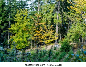 Group of trees in the forest