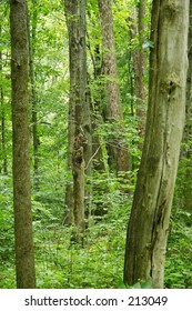 Group of trees in a forest