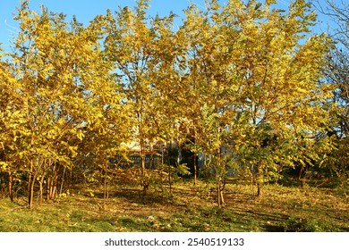 A group of trees in a forest