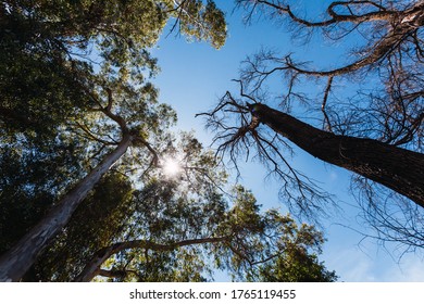 Group of trees in a forest seen from below.
