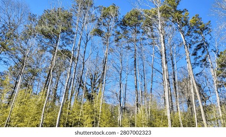 A group of trees in a forest under the clear blue sky