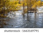 Group of trees growing in water