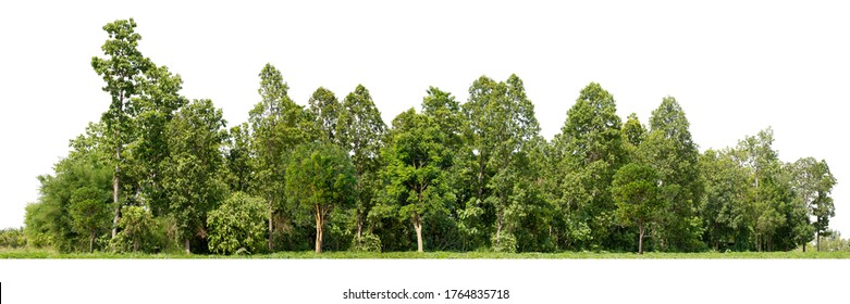 Group of trees isolated on white - Shutterstock ID 1764835718