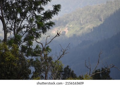 Group of trees in the landscape format