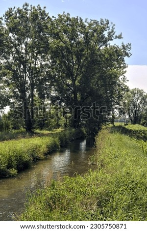 Group  of trees and a path in the shade passing through it bordered by a stream of water and a field on a sunny day in the italian countryside