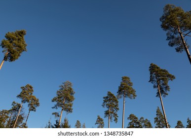 Group of trees with thin trunk in front of blue sky

