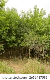 A group of trees, tree