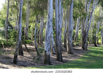 Group of trees trunks at the Kershaw Gardens in Rockhampton, Queensland, Australia