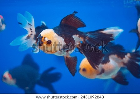 Group of tricolor oranda, a type of fancy goldfish. The name Oranda is derived from the Japanese for 'Dutch Iron Mask'. Orandas are characterised by prominent growth on the head called a 'wen'.