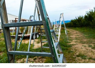 Group Of Tripod Gardening Ladders At The Industrial Cherry Orchard In Creston Valley, British Columbia, Canada. Aluminum Fruit Picking Ladders