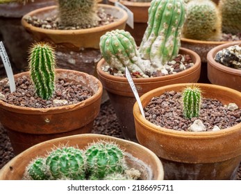 a group of tropical cacti in pots grows in a botanical garden