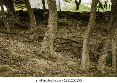 group of the trunks of some trees surrounded by earth and dry leaves, concept of dryness surrounded by life.
