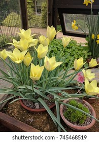 Group Of Tulipa Honky Tonk Grown In A Greenhouse