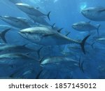 
a group of tuna in the depths of the Mediterranean sea