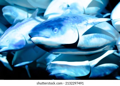 A Group Of Tuna Fish Swimming In The Sea